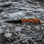 Gams - Bushcraft nož